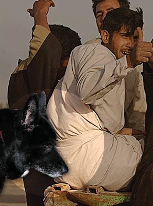 Sammi sniffs out the enemy