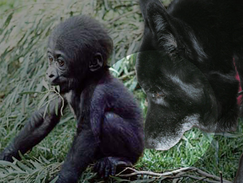 Sammi gooses a gorilla